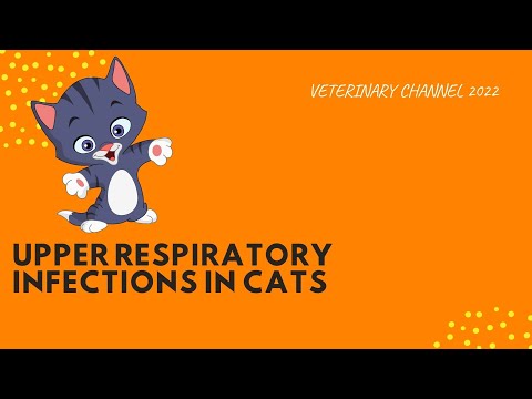Veterinary Internal Medicine: Upper Respiratory Infections In Cats