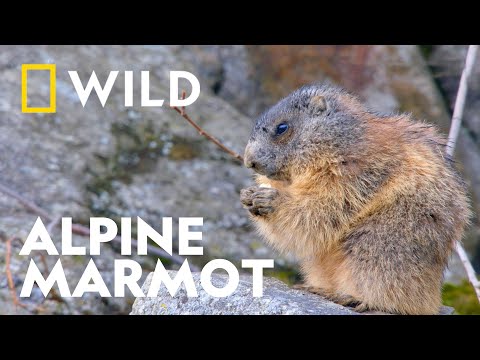 Alpine Marmot Emerges from Hibernation | Wild Europe | National Geographic UK