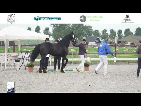 Fokdag Het Friesche Paard Noord-Zuid Holland 7-8-2021 baan 3