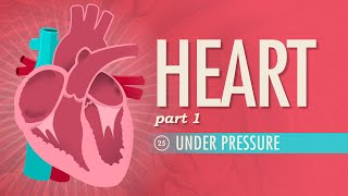 The Heart Part 1 - Under Pressure: Crash Course An