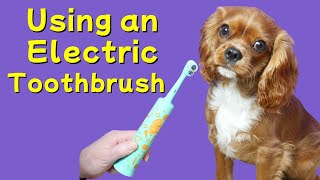 How to Brush Your Cavalier Puppy’s Teeth with an Electric Toothbrush