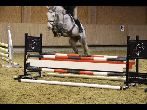 Conara von Worrenberg, Holst, geb. 2013, Connor x Cascari