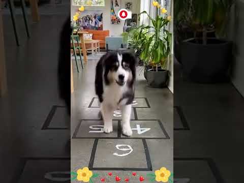 Seksek oynayan sevimli köpek. Çok tatlı, çok akıllı ve çok yetenekli. #shorts #funny #shortsvideo