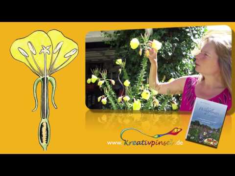 Nachtkerze (Oenothera biennis)