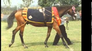 Red Rum - Heart of courage