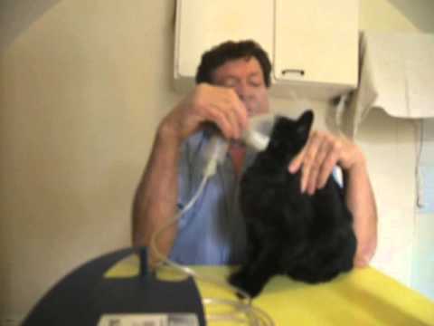 comment soigner le rhume d'un chat