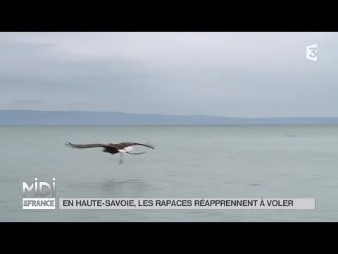 download lagu mp3 mp4 Oiseau Haute Savoie, download lagu Oiseau Haute Savoie gratis, unduh video klip Oiseau Haute Savoie