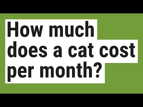 How much does a cat cost per month?