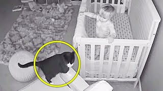 Black Cat Makes Strange Noise Over Monitor, Mom Checks On Her Baby by Did You Know Animals?