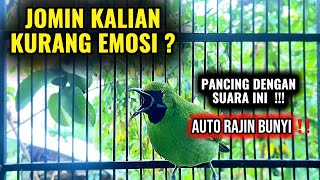 Download lagu AJAIB 💯 CUCAK IJO MINI BISU JADI RAJIN BUNYI mp3 Download lagu AJAIB 💯 CUCAK IJO MINI BISU JADI RAJIN BUNYI mp3