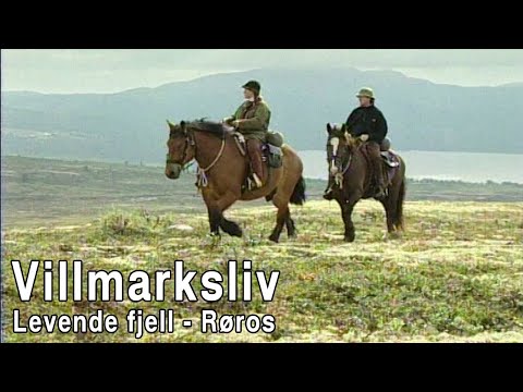 Villmarksliv - Levende fjell - Røros