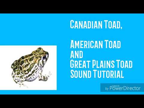 Canadian, American,  and Great Plains Toad Sound Tutorial (By Voice)