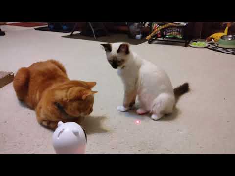 Skyler's new auto laser pointer