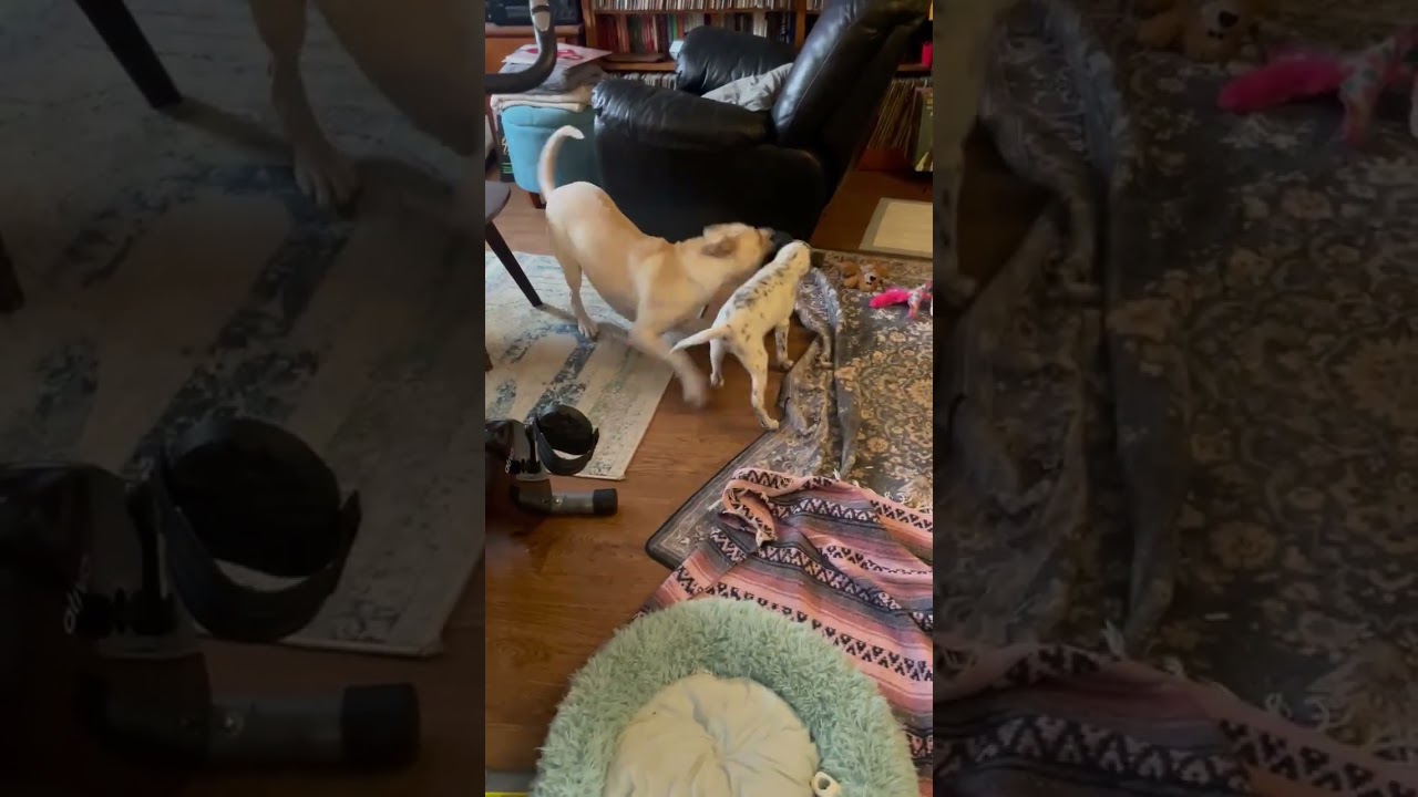 Enlarge Sparkler (I need a foster), a ADOPTABLE mixed breed in Ellicott City, MD video 1/2