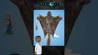 Download lagu Types of Flying Squirrels From Smallest to Largest?! #shorts mp3