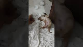 Clumber Spaniel Puppies Videos