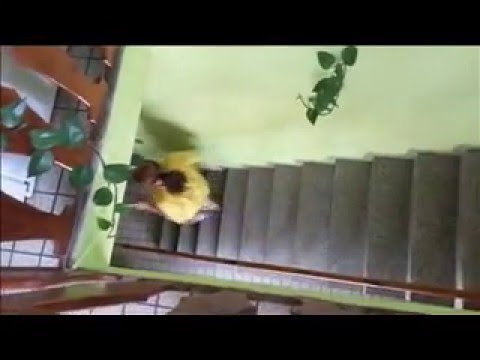 Rocky Balboa VS Lucifuk