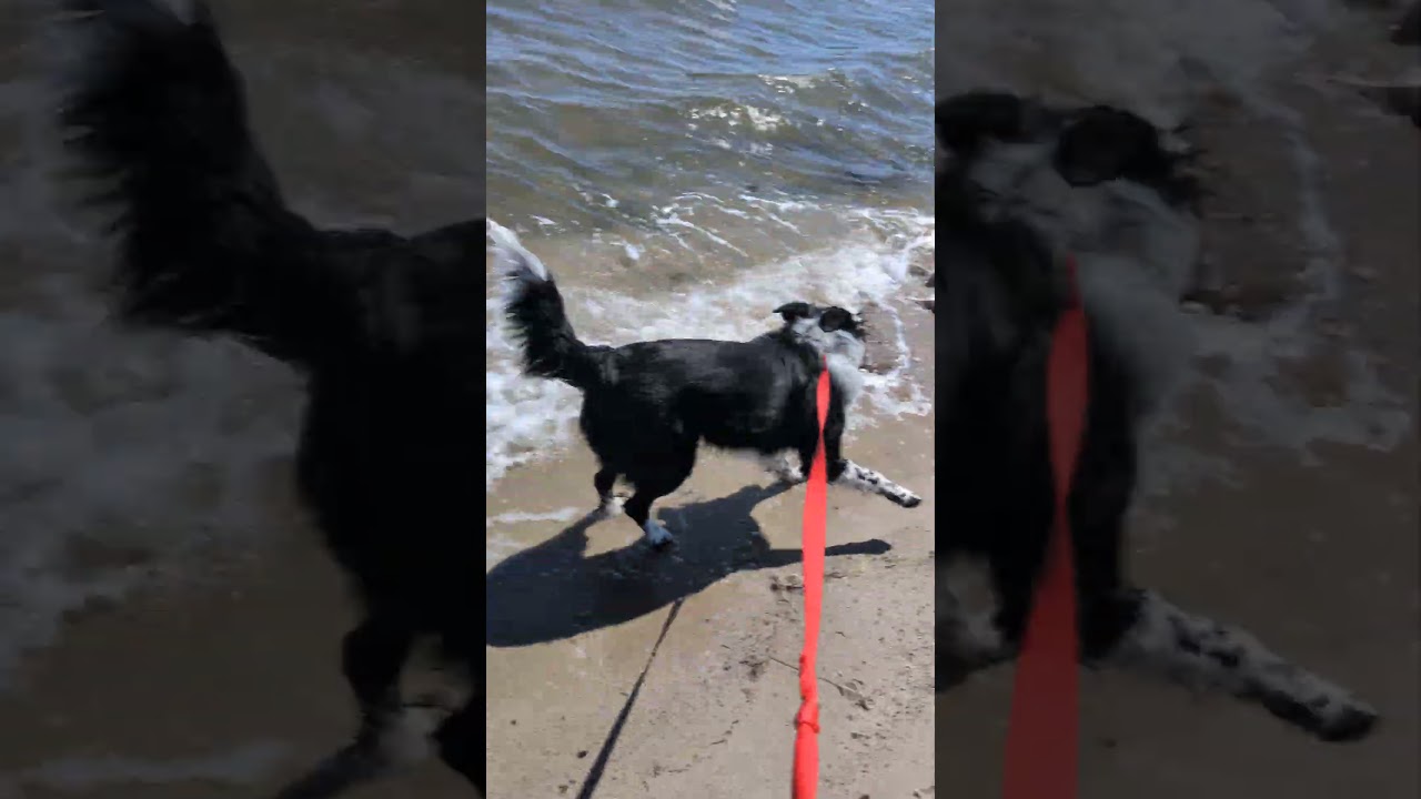 Enlarge LUFFY, an adopted Border Collie in Chincoteague Island, VA video 5/6