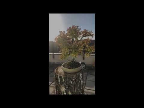 Chinesische Ulme im frühen Herbst