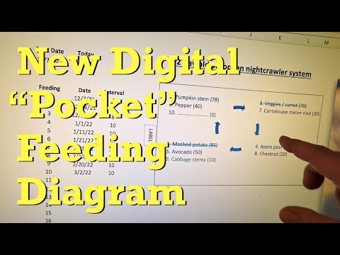 "Pocket feeding" #10 for ENC worm bin at day 92 - vermicompost