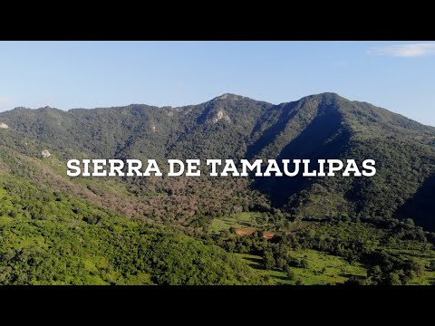 , title : 'Explorando la naturaleza virgen de la Sierra de Tamaulipas'