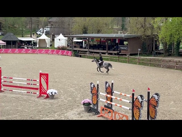 Hongre 9ans Insider VDL x Indorado 