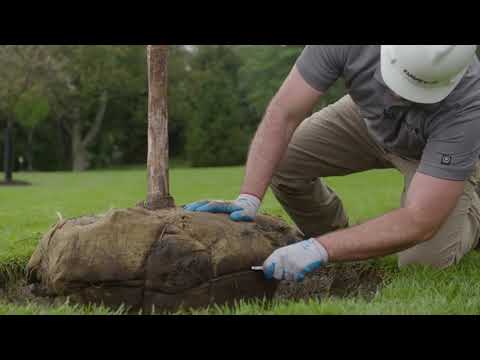 How to Plant a Tree: Part 1 Planting Your Tree the Right Way