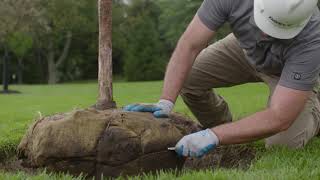 How to Plant a Tree: Part 1 Planting Your Tree the Right Way