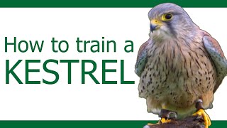 How to train a Kestrel | Part 1