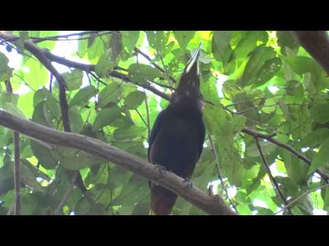 Psarocolius wagleri - Chestnut-headed Oropendola singing Video 02