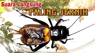 Download lagu Suara Jangkrik Masteran || Keras dan Jernih mp3