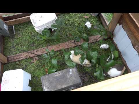 More info on breeding guinea pigs for meat or profit