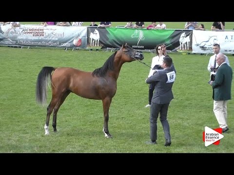 2nd - N.68 ELSHAAN - Chantilly 2016 ABCE - Yearling Colts (Class 6B)