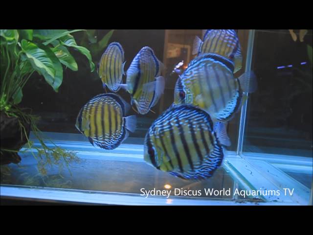 Premium Wild Discus Fish for Sale[HD]