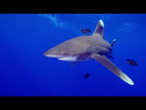 "Untouched, Vibrant, ALIVE!" The Northernmost Great Astrolabe Reef (Fiji: The Great Astrolabe Reef)