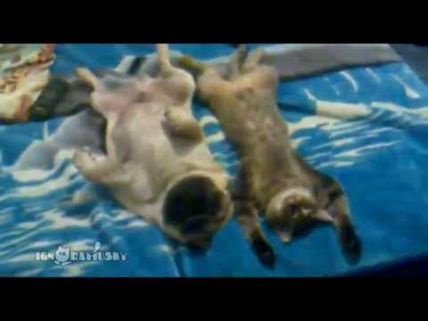 Un gato y un carlino se echan la siesta más placentera de la historia