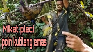 Download lagu Mikat burung pleci dihutan liar. poin kutilang emas mantul.😄 mp3 Download lagu Mikat burung pleci dihutan liar. poin kutilang emas mantul.😄 mp3