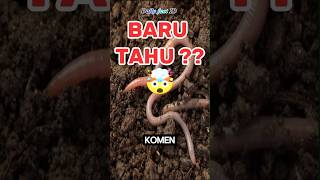 Download lagu Cacing Tanah Bisa Bernapas Tanpa Paru-Paru?! 😱 mp3