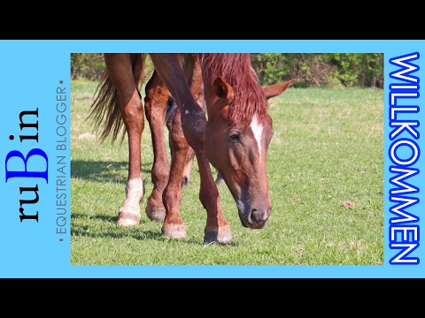 Baby Q' zieht um! 🦄 Ein Hengst auf Reisen ❤️