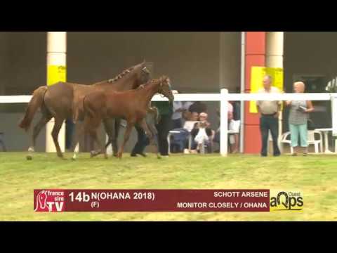 Show AQPS Ouest 2018 : Lot 14Bis - N(OHANA 2018)