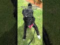 Thumbnail image 4