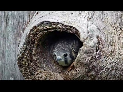 First American Kestrel Chick Fledges From Nest Box! – June 13, 2025