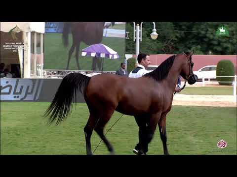 N 304 WAJEH AL KHALEDIAH   KAAHC 2019   Colts 3 Years Old Class 9A