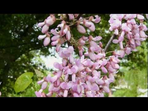 Людмила Сенчина, романс из к/ф "Дни Турбиных" - Белой акации гроздья душистые (М. Л. Матусовский)