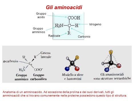 Se è possibile aumentare lorgano pesi Aneddoto impotenza Attivo