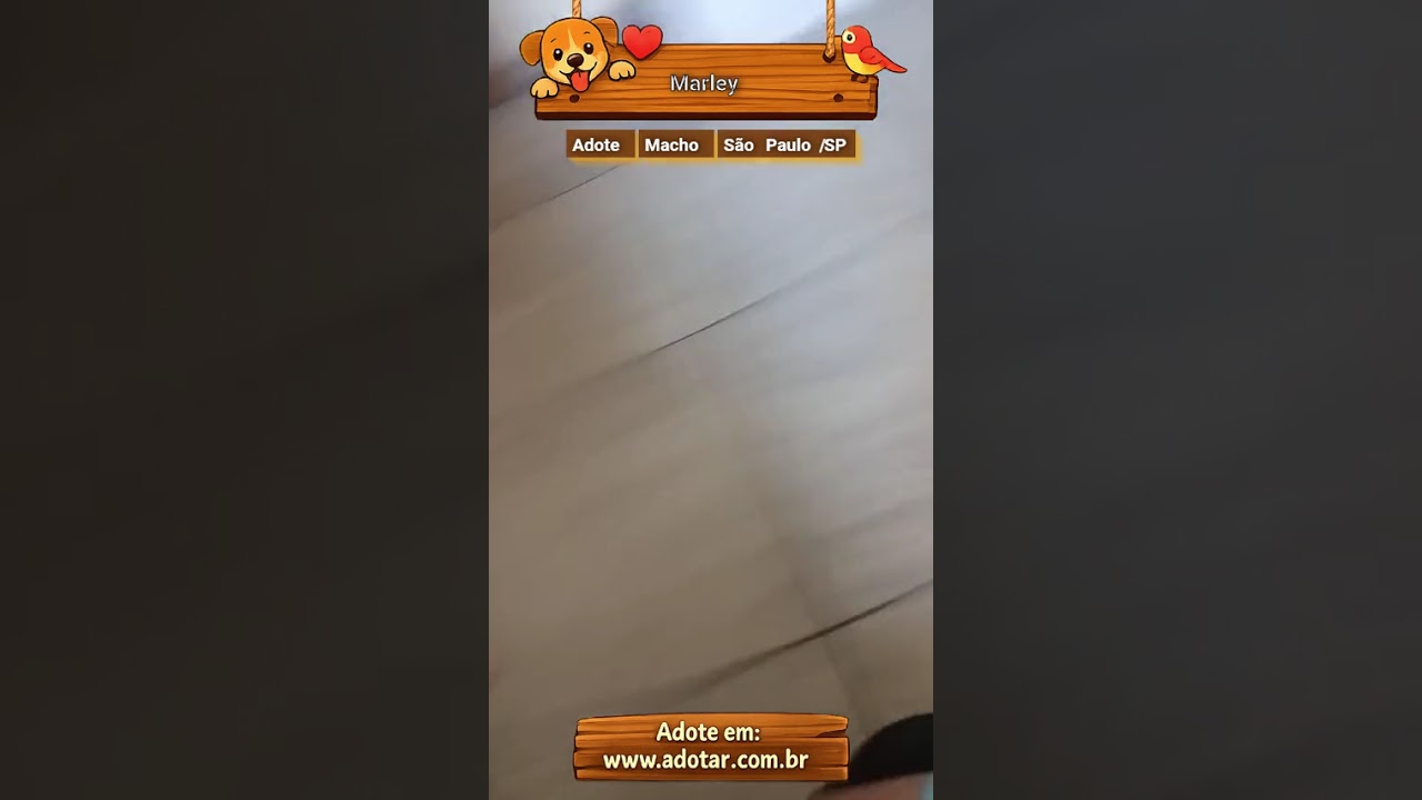 Cachorro raça SRD-ViraLata idade 3 anos nome Marley 