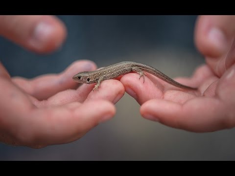 Chester Zoo Releases Captive Bred Sand Lizards Into the Wild