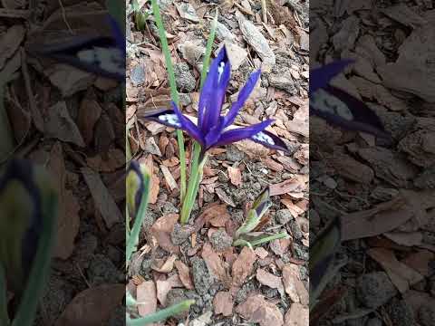 Ирис сетчатый reticulata ранний Blue Note / фиолетовый (3 луковицы) - фото 2 - id-p2773158167