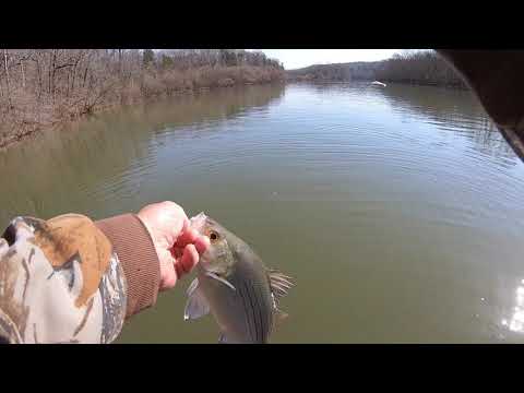 Fantastic River Fishing