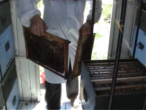 1/7 Apicultura ecologica pentru incepatori Secretele albinelor Lucrari practice de vara Profu Online